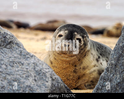 Junge Kegelrobben auf Horsey Strand, Norfolk, ein scharfer aber vorsichtig Interesse an der Fotograf, der zu nah angefahren hat. Stockfoto