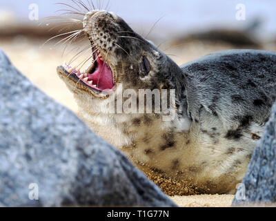 Junge Kegelrobben auf Horsey Strand, Norfolk, ein scharfer aber vorsichtig Interesse an der Fotograf, der zu nah angefahren hat. Stockfoto