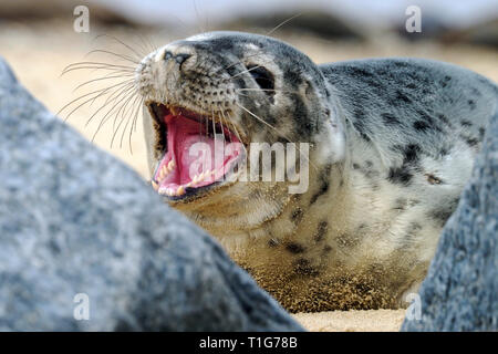 Junge Kegelrobben auf Horsey Strand, Norfolk, ein scharfer aber vorsichtig Interesse an der Fotograf, der zu nah angefahren hat. Stockfoto