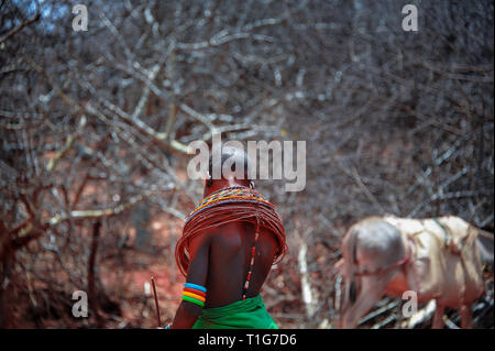 Das Vieh Herder, Samburu, Kenia, Afrika. Abendrot auf einen Jungen mit einem Stock, die seine Rinder nach Hause. Die Samburu sind eine nilotische Volk. Stockfoto