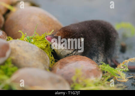 Nach Wasserspitzmaus (Neomys fodiens) Stockfoto