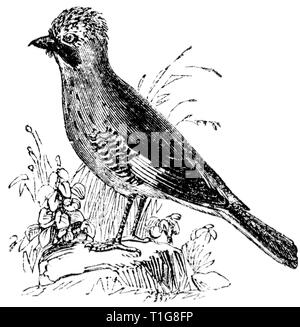 Holz graviert Illustration, von der "Schatzkammer der Natur" von Samuel Maunder, veröffentlicht 1848 Stockfoto