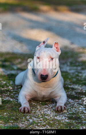 Bull Terrier Hund auf den Boden Stockfoto