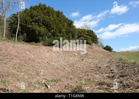 Credenhill Park Holz alte Eiben entlang der Erde Befestigungsmauern der Eisenzeit Hill fort an Credenhill, Herefordshire UK Stockfoto