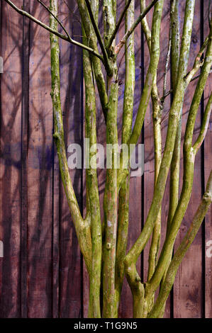 Eine crape Myrtle Baum verzweigen Fahrzeug gegen eine äußere hölzerne Wand gebeizt in Lila. Stockfoto