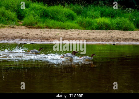 Enten schwimmen im Fluss Gauja. Enten an der Küste des Flusses Gauja in Lettland. Ente ist ein wasservogelabkommens mit einem breiten stumpfen Bill, kurze Beine, Schwimmhäuten und Stockfoto