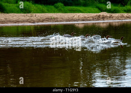 Enten schwimmen im Fluss Gauja. Enten an der Küste des Flusses Gauja in Lettland. Ente ist ein wasservogelabkommens mit einem breiten stumpfen Bill, kurze Beine, Schwimmhäuten und Stockfoto