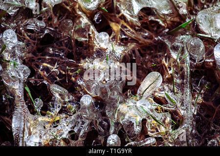 Feder. Schmilzt das Eis auf der Keimung Gras. Muster der Eis bildet. Eiszapfen, Detail abstrakte Textur Komposition. Organische Hintergrund. Frozen land Stockfoto