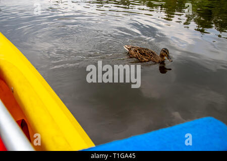 Enten. Ente Schwimmen im Fluss Gauja in der Nähe von Yellow Boot. Enten an der Küste des Flusses Gauja. Ente ist ein wasservogelabkommens mit einem breiten stumpfen Bill, kurze Beine, webbe Stockfoto