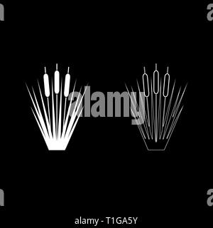 Reed Rohrkolben Schilf Verein - rush ling Zuckerrohr rush Icon Set Farbe weiß Vektor-illustration Flat Style simple Image Stock Vektor