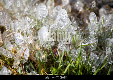 Gefrorene Gras. Eis bildet bis zu schließen. Das Schmelzen des Bodens im Frühjahr Sonne. Organische Frühling Hintergrund. Stockfoto