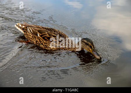 Ente Schwimmen im Fluss Gauja. Ente an der Küste des Flusses Gauja in Lettland. Ente ist ein wasservogelabkommens mit einem breiten stumpfen Bill, kurze Beine, schwimmhäuten und ein Stockfoto