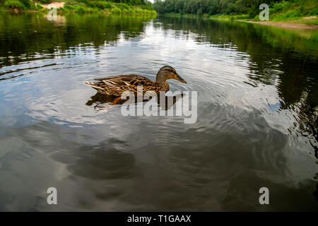 Ente Schwimmen im Fluss Gauja. Ente an der Küste des Flusses Gauja in Lettland. Ente ist ein wasservogelabkommens mit einem breiten stumpfen Bill, kurze Beine, schwimmhäuten und ein Stockfoto