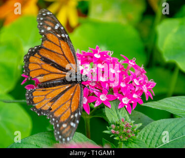 Monarch butterfly sitzt auf einem rosa Blume Stockfoto
