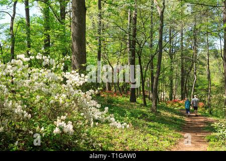 Azalea in voller Blüte in South Carolina Botanical Garden, Clemson, South Carolina. Stockfoto