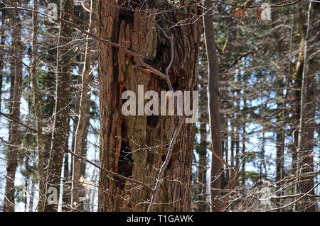 Trunk von einem toten Baum im Wald mit Höhlen von spechten Stockfoto