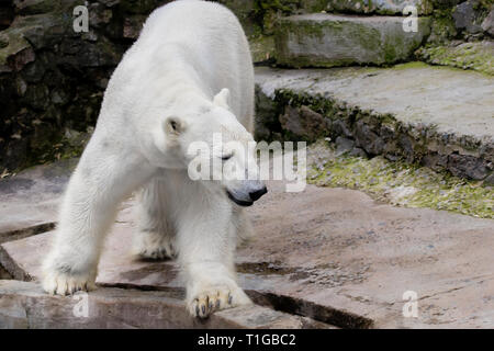 Bild eines wilden Säugetier Tier Eisbär im Zoo Stockfoto