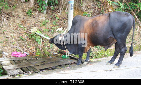 KEDAH, Langkawi, Malaysia - Apr 09, 2015: ein wasserbüffel oder inländische asiatischen Wasserbüffels Bubalus bubalis" an der Straße von Trinkwasser Stockfoto