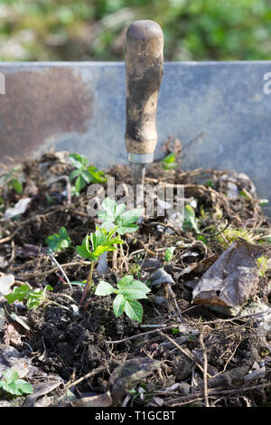 Aegopodium podagraria. Entfernen Boden Elder Unkraut aus dem Garten. Stockfoto