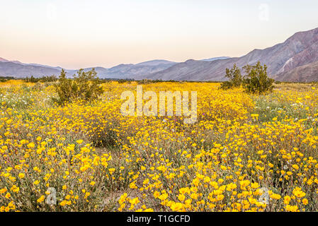 Wildblumen in Henderson Canyon. Borrego Springs, Kalifornien, USA. Stockfoto