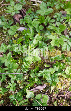 Aegopodium podagraria. Neues Wachstum von Elder Unkraut. Stockfoto