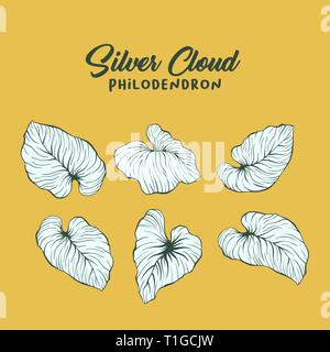 Silver Cloud, philodendron vector Abbildung. Palm Blätter Maßbild pack. Dschungel, Regenwald Laub und Schriftzug Komposition. Exotischen, tropischen monstera verlässt. Realistische Blatt zeichnen Stock Vektor