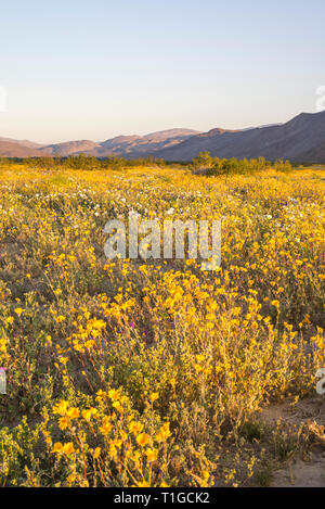 Wildblumen in Henderson Canyon. Borrego Springs, Kalifornien, USA. Stockfoto