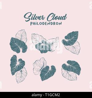 Silver Cloud, palm leaf Kontur Abbildung. Monstera Blätter Silhouetten pack. Dschungel, Regenwald leafage und handschriftliche Schriftzug Komposition. Exotischen, tropischen Pflanzen Maßbild Stock Vektor