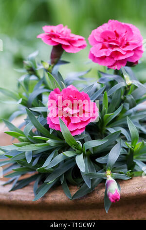Dianthus Blumen im Frühling. Stockfoto
