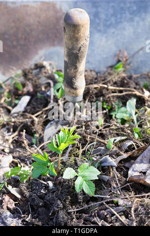 Aegopodium podagraria. Entfernen Boden Elder Unkraut aus dem Garten. Stockfoto