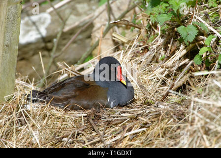 Gemeinsame Sumpfhuhn Gallinula chloropus - im Stroh Nest Stockfoto