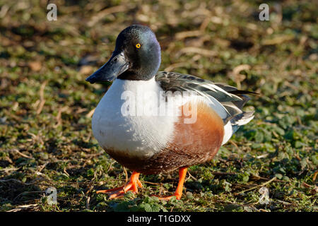 Northern Shoveler - Anas clypeata (Spachtel) Männliche Ente zu Fuß Stockfoto