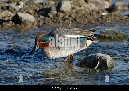 Gemeinsame Teal Ente - Anas crecca Männlichen wandern in Wasser Stockfoto