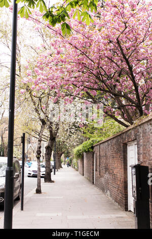 Eine Straße mit redbud Bäume blühen im Frühjahr in den Bezirk von Kensington in London, Vereinigtes Königreich gefüttert. Stockfoto