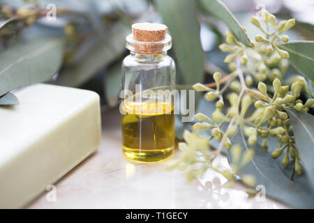 Eukalyptus Öl in der Flasche mit Seife und Blätter Stockfoto