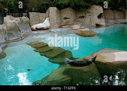 Dichtung und Sea Lion im Aquarium von Vancouver, British Columbia, Kanada Stockfoto