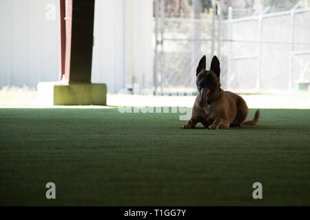 Tessa, eine 4. Security Forces Squadron militärischen Gebrauchshund, entspannt sich nach dem Training März 22, 2019, bei Seymour Johnson Air Force Base, North Carolina. Um Vertrauen zu schaffen, Handler eine enge Bindung an ihre MWDs während des Trainings. (U.S. Air Force Foto von Airman 1st Class Kayla V. Freitas) Stockfoto