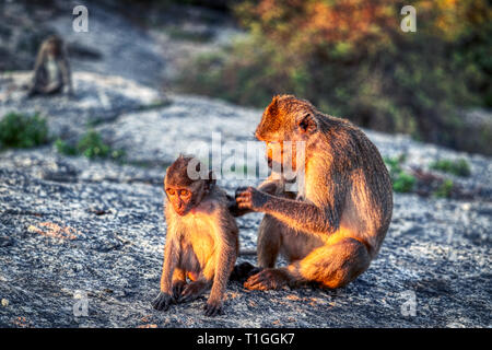 Dieses einzigartige Bild zeigt die wilden Affen in der Dämmerung auf dem Affenfelsen in Hua Hin in Thailand Stockfoto