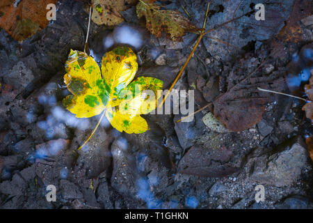 Ein einsamer bunte Blatt in das kalte Wasser unter den Tod graue Blätter langsam wechselnden saisonalen Farbe umgeben liegen Stockfoto