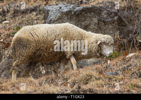 Inländische Schafe (Ovis aries). Eine von einer Herde eine hornlosen Ewe, ihr Bestes versuchen, einige grüne Vegetation zu finden, zu Streifen, auf einem Ausläufer des Himalaya, Nordindien. ​ Stockfoto