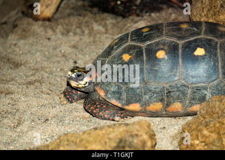 Red-Footed Schildkröte (Chelonoidis Carbonarius) Stockfoto