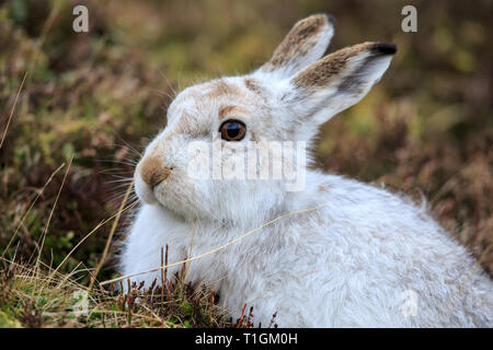 Der Schneehase, auch als weisser Hase, Schneehase, alpine Hase bekannt, und Irische Hase, ist ein Zugweg Hase zu Polar- und bergigen Lebensräume angepasst. Stockfoto