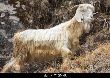 Die Ziege (Capra Hircus). Männliche oder Billy. Ein Berg Rasse, ein von einer Herde. Hörner Ziegen haben einen gut entwickelten Kiel auf dem vorderen Rand der Hörner. Männer verteilen eine starke Odou​r. Stockfoto