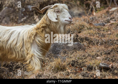 Männliche Pashmina-Ziege (Capra Hircus) am Rohatang-Pass, Manali