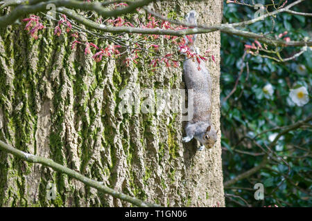 Ein graues Eichhörnchen klettert einen Baum Kopf zuerst Stockfoto