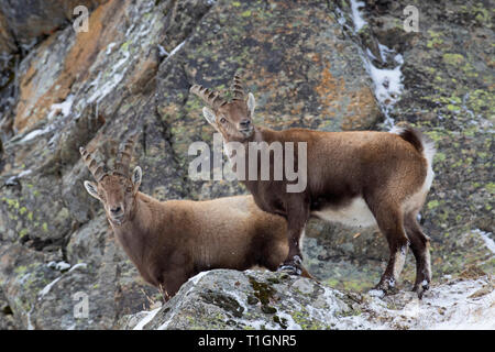 Zwei junge männliche Alpine Steinböcke (Capra ibex) mit kleinen Hörnern auf Nahrungssuche in der Felswand im Winter Nationalpark Gran Paradiso, Alpen, Italien Stockfoto