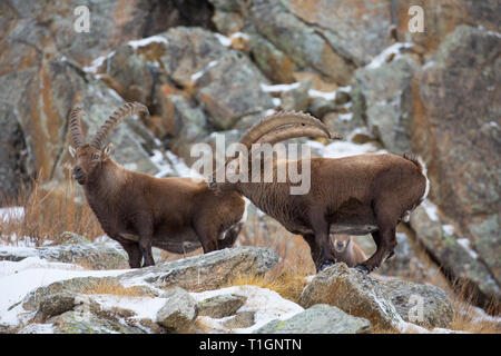 Zwei männliche Alpine Steinböcke (Capra ibex) mit großen Hörnern Nahrungssuche in der Felswand im Winter Nationalpark Gran Paradiso, Alpen, Italien Stockfoto