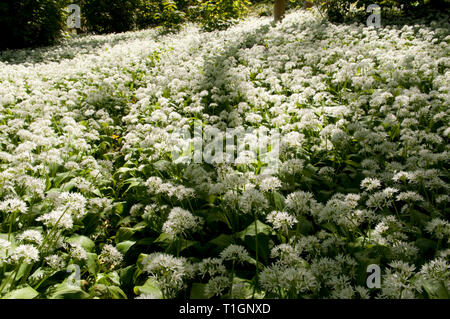 Atemberaubendes Display von Bärlauch Teppichen Waldboden Stockfoto