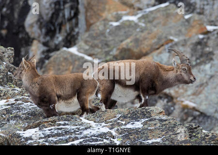 Alpensteinbock (Capra ibex) junge männliche und weibliche während der Brunft in der Felswand im Winter Nationalpark Gran Paradiso, Alpen, Italien Stockfoto