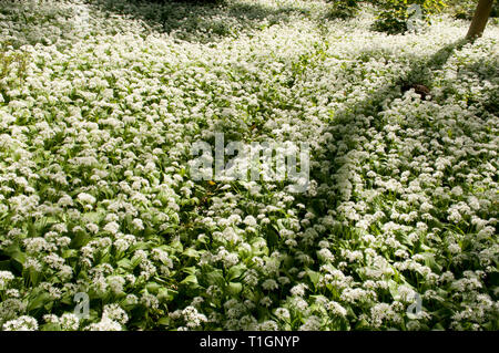 Atemberaubendes Display von Bärlauch Teppichen Waldboden Stockfoto